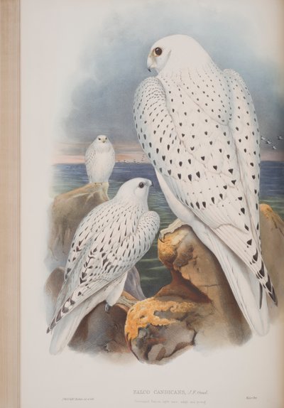 Falco della Groenlandia, tavola da The Birds of Great Britain di John Gould, pubblicato 1862-73 da John Gould